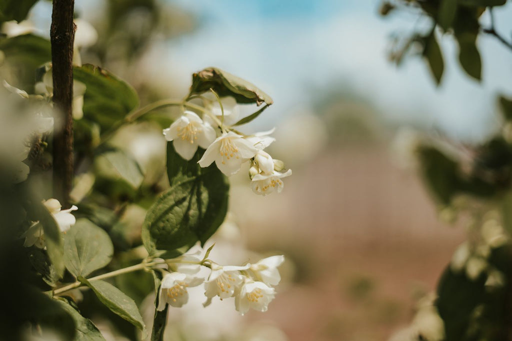 Jasmine Green Tea: How It's Made (and How to Not Ruin It)