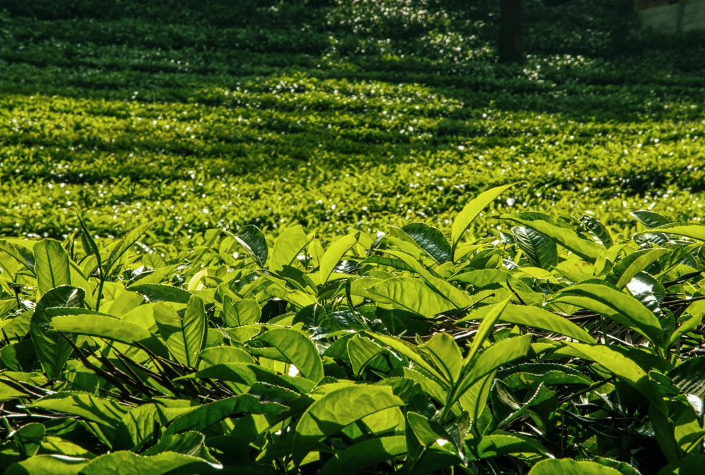 Longjing (Dragon Well) Tea: A Guide From the Source